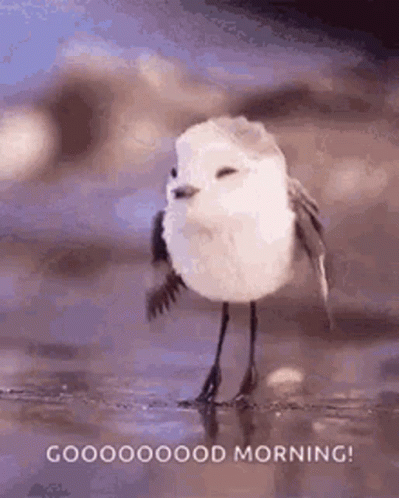 A Small White Bird Is Standing On A Beach With Its Wings Outstretched . GIF