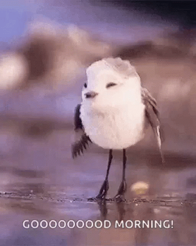 A Small White Bird Is Standing On Its Hind Legs On The Beach . GIF