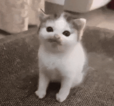 a small white cat with a mustache is sitting on a scratching post .