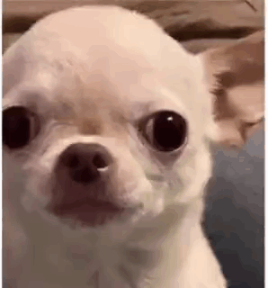 A Small White Chihuahua Dog Is Looking At The Camera With A Serious Look On Its Face . GIF