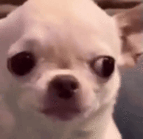 A Small White Chihuahua Dog Is Looking At The Camera With A Surprised Look On His Face . GIF