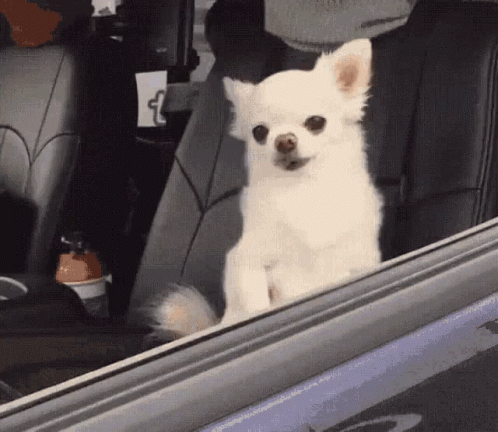 A Small White Chihuahua Is Sitting In The Back Seat Of A Car Looking Out The Window . GIF