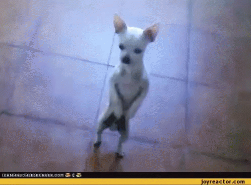 A Small White Chihuahua Is Standing On Its Hind Legs On A Tiled Floor . GIF