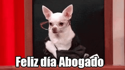 A Small White Chihuahua Wearing Glasses And A Suit Is Sitting In Front Of A Blackboard . GIF