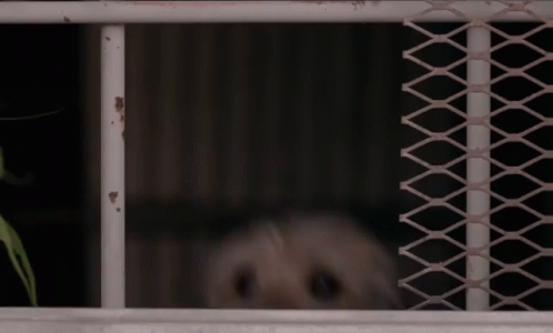 White Dog Behind Metal Fence Looking Out GIF