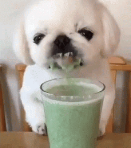 A Small White Dog Is Drinking A Green Drink From A Glass . GIF