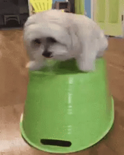 A Small White Dog Is Jumping Out Of A Green Bowl . GIF
