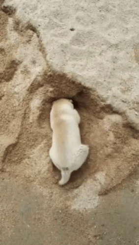 A Small White Dog Is Laying In A Hole In The Sand GIF
