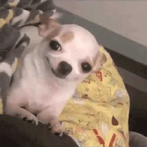 A Small White Dog Is Laying On A Blanket On A Bed And Looking At The Camera . GIF