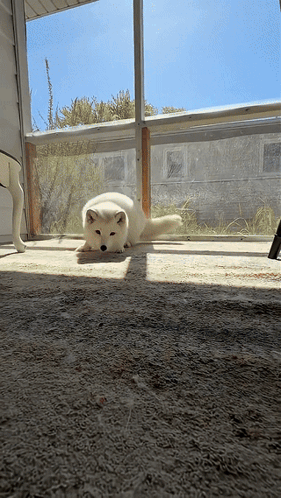 A Small White Dog Is Laying On The Floor In Front Of A Window GIF