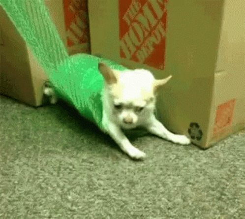 A Small White Dog Is Laying On The Floor Next To A Home Depot Cardboard Box GIF