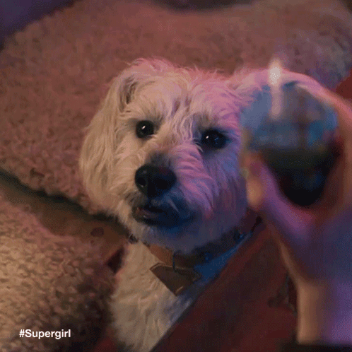 A Small White Dog Is Looking At A Person Lighting A Candle . GIF