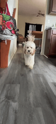 A Small White Dog Is Running Down A Hallway In A Home GIF