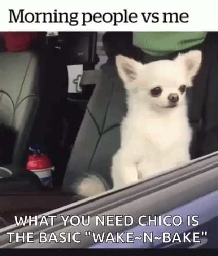 A Small White Dog Is Sitting In The Back Seat Of A Car And Looking Out The Window . GIF