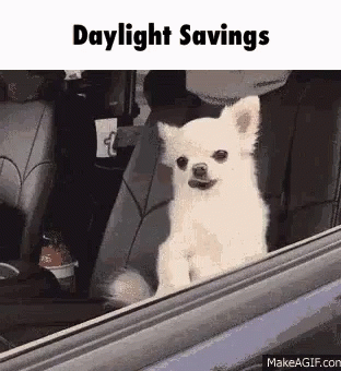 A Small White Dog Is Sitting In The Back Seat Of A Car And Looking Out The Window .. GIF