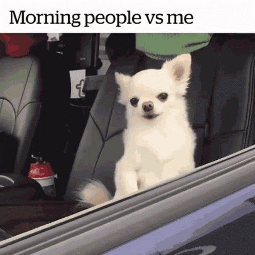 A Small White Dog Is Sitting In The Back Seat Of A Car Looking Out The Window GIF