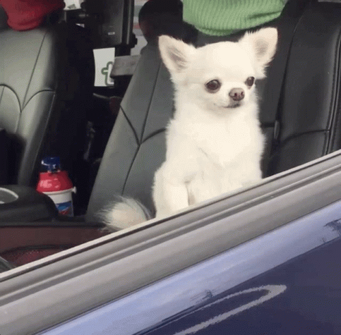 A Small White Dog Is Sitting In The Back Seat Of A Car Looking Out The Window GIF
