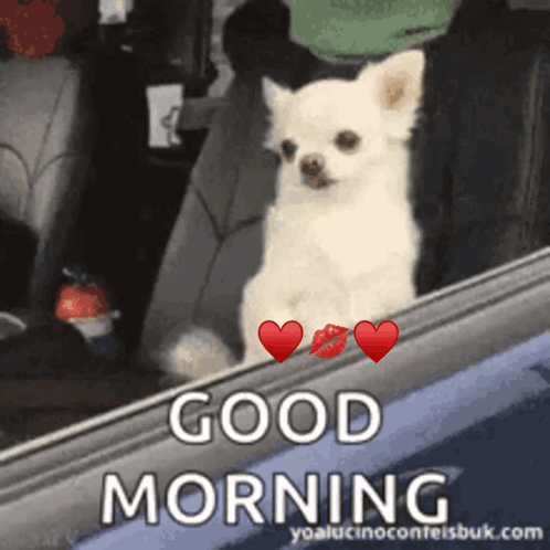 A Small White Dog Is Sitting In The Back Seat Of A Car With A Good Morning Greeting GIF