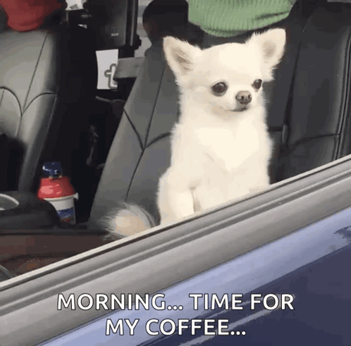 A Small White Dog Is Sitting In The Back Seat Of A Car With The Words Morning Time For My Coffee Below It GIF
