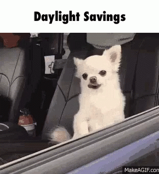A Small White Dog Is Sitting In The Driver 'S Seat Of A Car Looking Out The Window . GIF