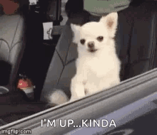 A Small White Dog Is Sitting In The Driver 'S Seat Of A Car . GIF