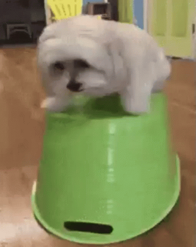 A Small White Dog Is Sitting On Top Of A Green Bucket On A Table . GIF