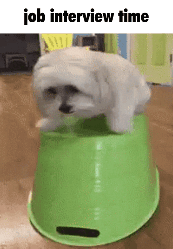 A Small White Dog Is Sitting On Top Of A Green Bucket With The Words Job Interview Time Below It GIF