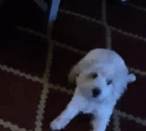 A Small White Dog Is Standing On A Red Carpet GIF