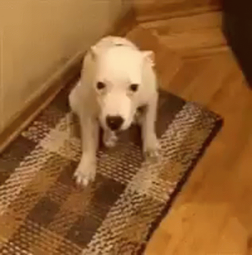 A Small White Dog Is Standing On A Rug On A Wooden Floor . GIF