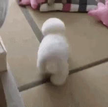 A Small White Dog Is Standing On A Table . GIF