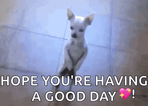 A Small White Dog Is Standing On Its Hind Legs . GIF