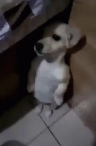 A Small White Dog Is Standing On Its Hind Legs In A Room . GIF