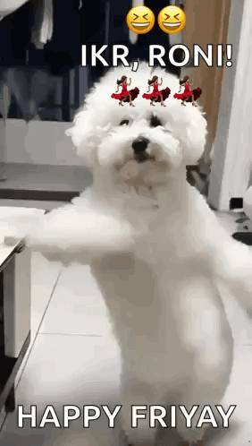A Small White Dog Is Standing On Its Hind Legs With A Happy Friday Message GIF
