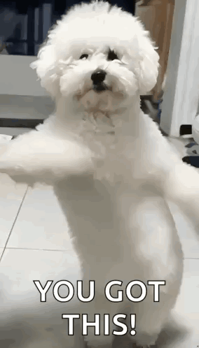 A Small White Dog Is Standing On Its Hind Legs With Its Arms Outstretched And Says `` You Got This ! '' GIF