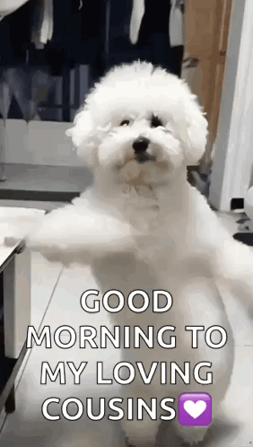 A Small White Dog Is Standing On Its Hind Legs With The Words Good Morning To My Loving Cousins . GIF