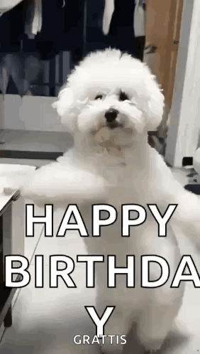 A Small White Dog Is Standing On Its Hind Legs With The Words `` Happy Birthday Y '' Written On It . GIF
