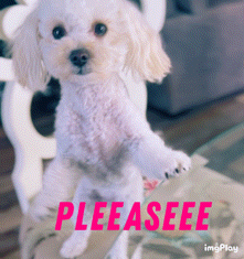 A Small White Dog Is Standing On Its Hind Legs With The Words Pleaseee Written In Pink GIF