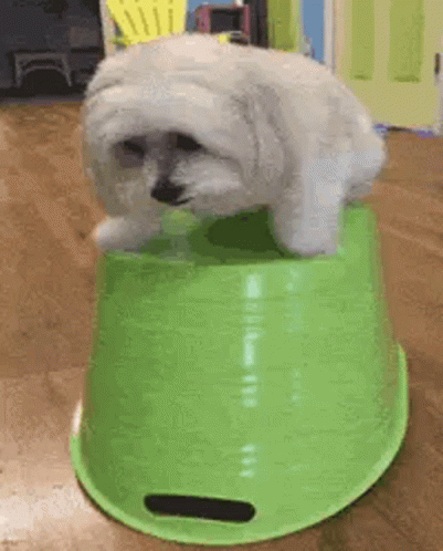 a small white dog is standing on top of a green plastic bucket .