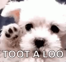 A Small White Dog Is Waving Its Paw And Says `` Toot A Loo '' . GIF