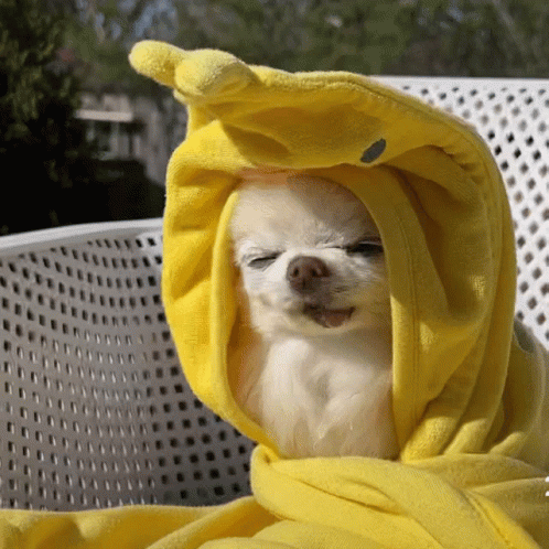 A Small White Dog Is Wrapped In A Yellow Towel With Its Eyes Closed GIF