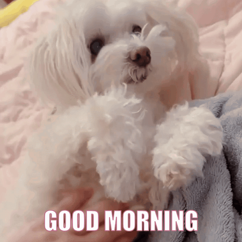 A Small White Dog Laying On A Bed With The Words " Good Morning " Written Below It GIF