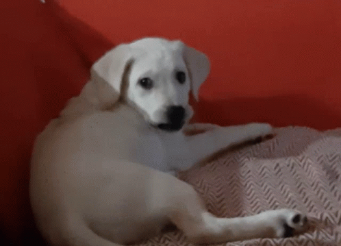 A Small White Dog Laying On A Red Couch GIF