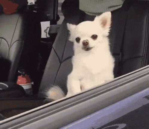 A Small White Dog Sitting In The Back Seat Of A Car Looking Out The Window GIF