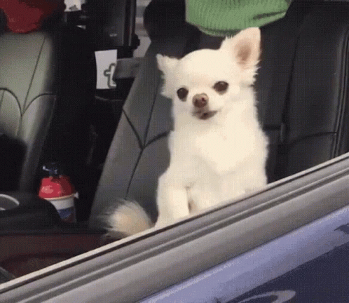 A Small White Dog Sitting In The Back Seat Of A Car Looking Out The Window GIF