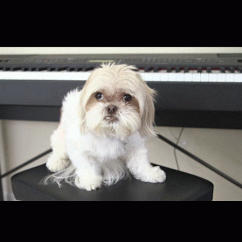 A Small White Dog Sitting On A Black Stool In Front Of A Piano GIF