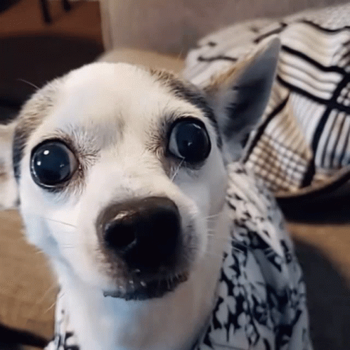 A Small White Dog Wearing A Black And White Shirt With Penguins On It GIF