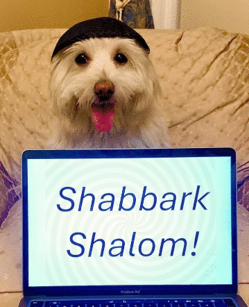 A Small White Dog Wearing A Black Hat Is Holding A Laptop That Says Shabbark Shalom GIF