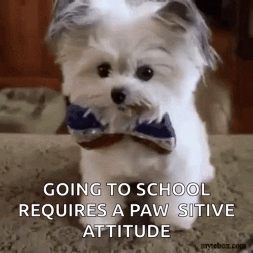 A Small White Dog Wearing A Bow Tie Is Sitting On A Carpet . GIF