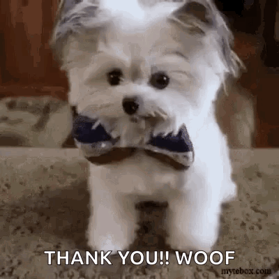 A Small White Dog Wearing A Bow Tie Is Standing On A Carpet And Says `` Thank You ! Woof '' . GIF