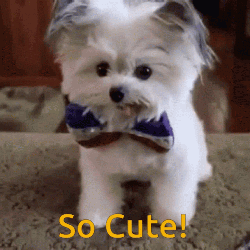 a small white dog wearing a bow tie with the words so cute written below it